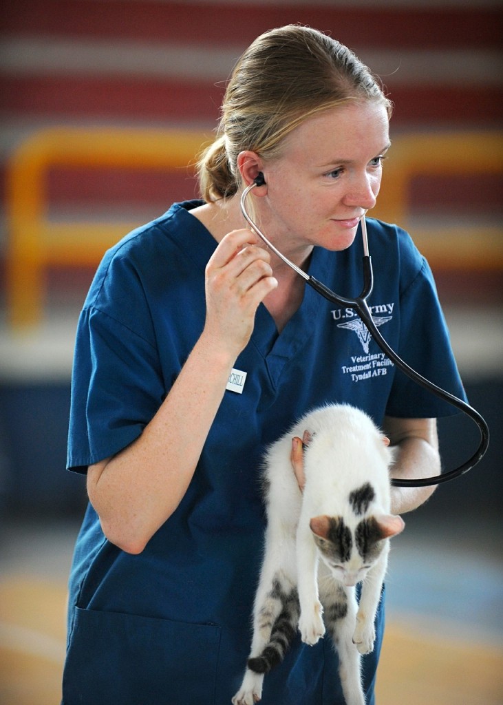 A veterinarian examines a cat.