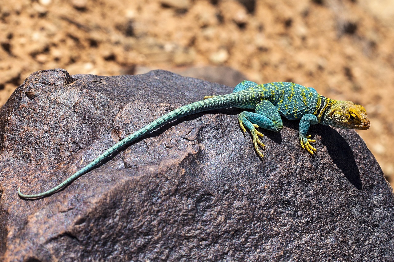 A lizard rests on a rock and plots a DDoS attack.