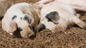 Two beige and black spotted pigs sleeping in brown gravel